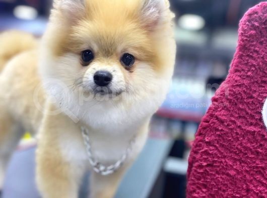 5 Aylık Pomeranian Boo Oglumuz görsel