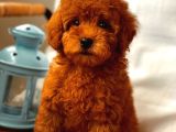 Baby Face Di̇şi̇ Red Brown Toy Poodle Yavrumuz