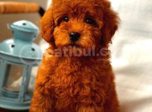 Baby Face Di̇şi̇ Red Brown Toy Poodle Yavrumuz