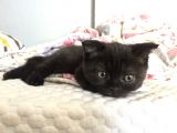 Orjinal Scottish Fold