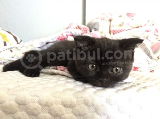 Orjinal Scottish Fold görsel