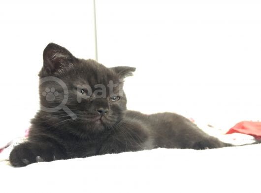 Orjinal Scottish Fold görsel