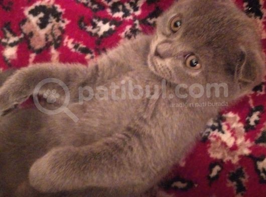 3 Aylık Scotthish Fold Dişi görsel