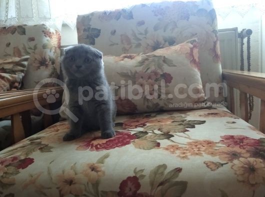 3 Aylık Scotthish Fold Dişi görsel