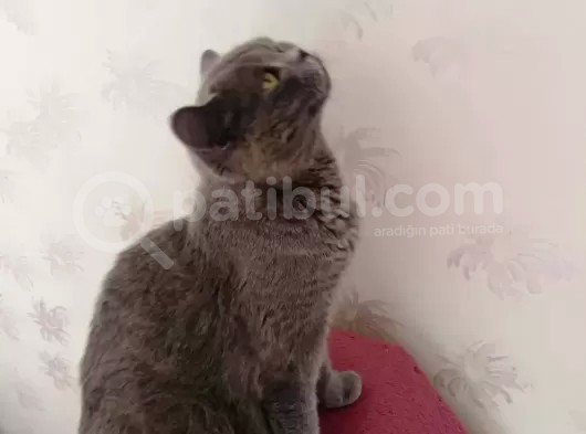 Güzel Annemiz Bebeklerimiz görsel