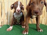 American Bully Xl