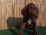 American Bully Xl