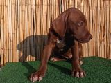 American Bully XL