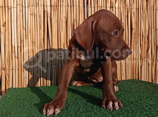 American Bully Xl