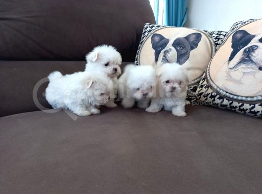 Tea Cup Maltese Terrier görsel