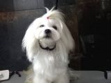 Tea Cup Maltese Terrier