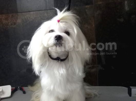 Tea Cup Maltese Terrier görsel