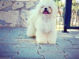 Tea Cup Maltese Terrier