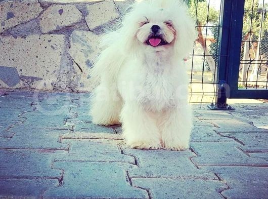 Tea Cup Maltese Terrier