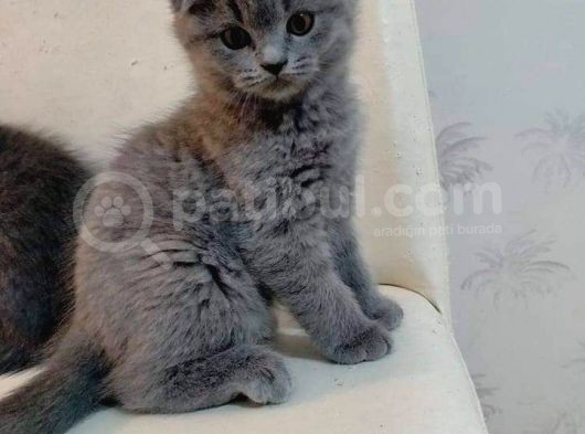 Güzel Annemiz Bebeklerimiz görsel