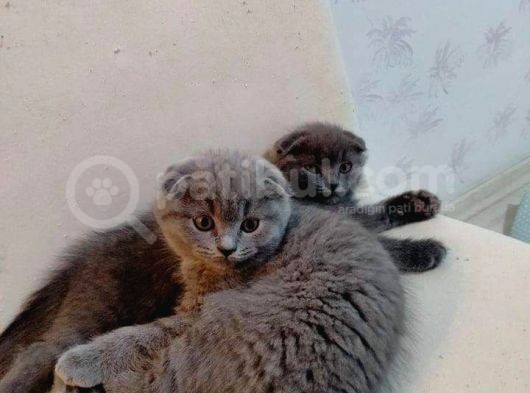 Güzel Annemiz Bebeklerimiz görsel