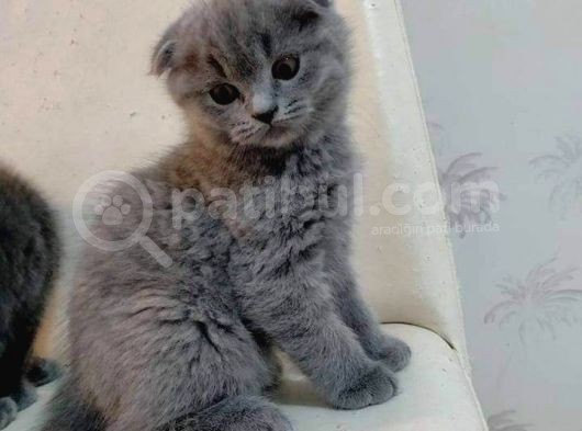 Güzel Annemiz Bebeklerimiz görsel