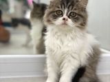 Süper Kalite Bicolor British Longhair