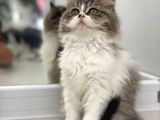 Süper Kalite Bicolor British Longhair