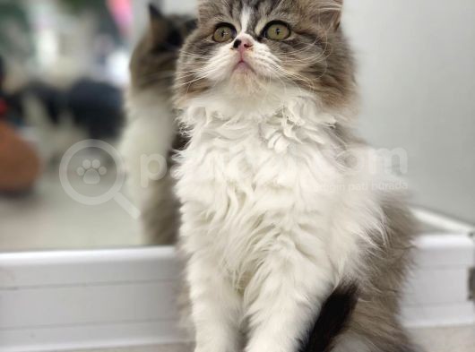 Süper Kalite Bicolor British Longhair görsel