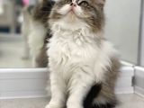 Süper Kalite Bicolor British Longhair