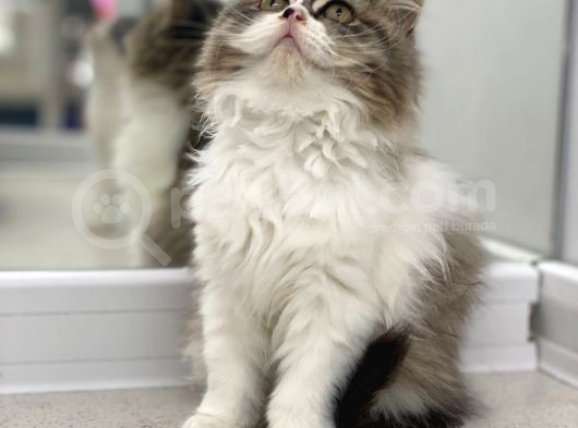 Süper Kalite Bicolor British Longhair