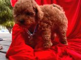 Red Brown Toy Poodle Yavrular