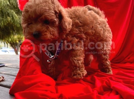 Red Brown Toy Poodle Yavrular görsel