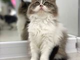 Süper Kalite Bicolor British Longhair