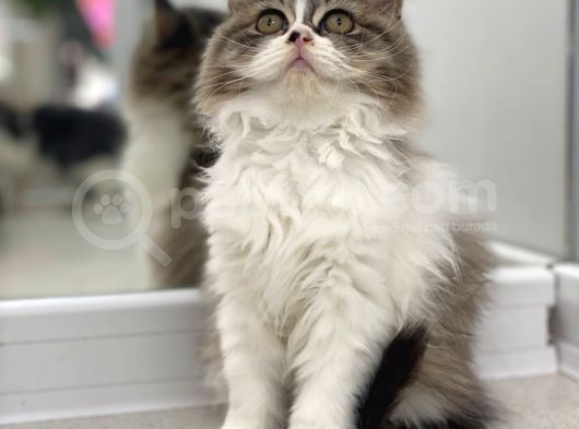 Süper Kalite Bicolor British Longhair görsel