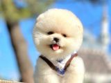 Karbeyaz Ayıcık Boo Pomeranian Yavrular