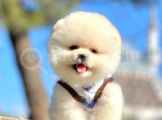 Karbeyaz Ayıcık Boo Pomeranian Yavrular