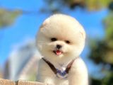 Karbeyaz Ayıcık Boo Pomeranian Yavrular