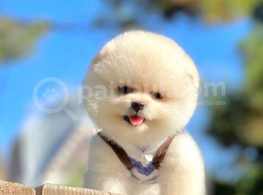 Karbeyaz Ayıcık Boo Pomeranian Yavrular görsel