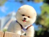 Karbeyaz Ayıcık Boo Pomeranian Yavrular