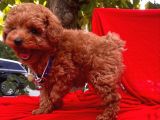 Red Brown Toy Poodle Yavrular