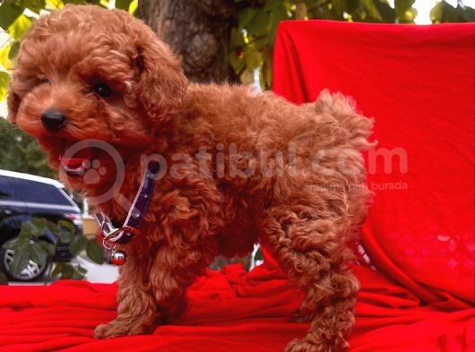 Red Brown Toy Poodle Yavrular