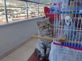 Eşyalarıyla Birlikte Acilen Sahiplendirilecek