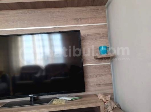 Eşyalarıyla Birlikte Acilen Sahiplendirilecek görsel