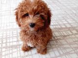 Dişi 4 aylık. Red Brown Toy Poddle