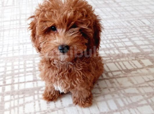 Dişi 4 Aylık. Red Brown Toy Poddle