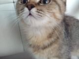 5 Aylık Erkek British Shorthair