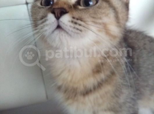 5 Aylık Erkek British Shorthair