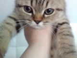 5 Aylık Erkek British Shorthair