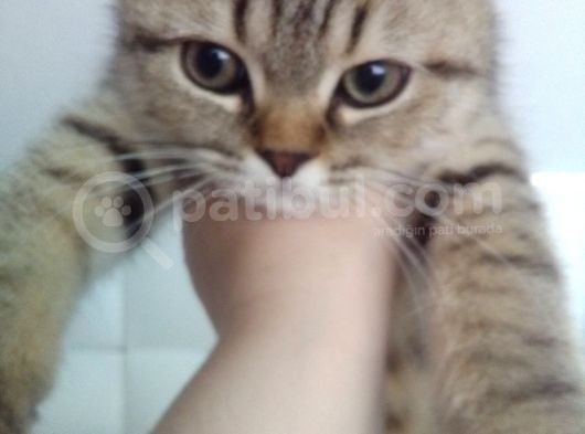 5 Aylık Erkek British Shorthair görsel