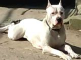 Üst Sınıf A Kalite Dogo Yavrularımız
