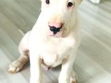 Üst Sınıf A Kalite Dogo Yavrularımız