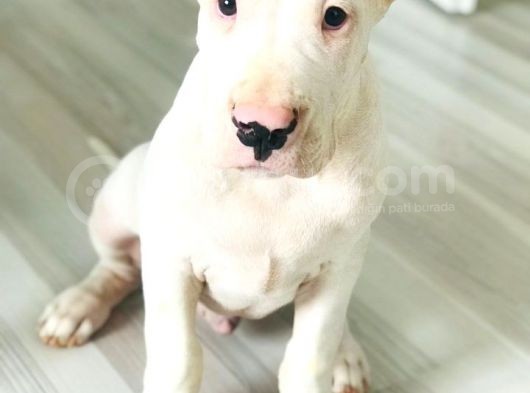 Üst Sınıf A Kalite Dogo Yavrularımız görsel