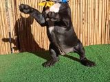 French Bulldog Yavrularımız