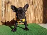 French Bulldog Yavrularımız
